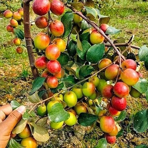 Apple Ber