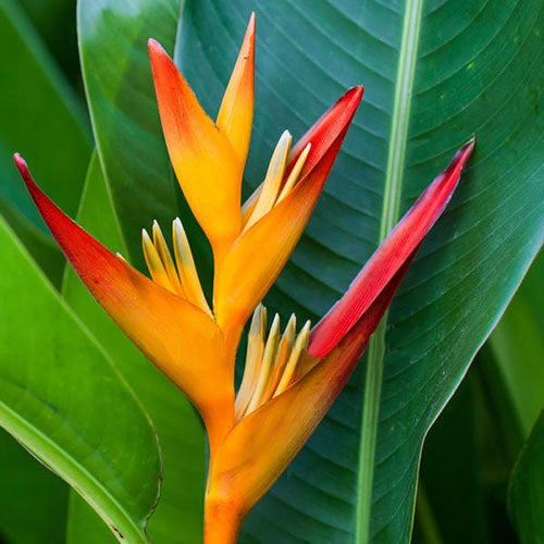 Heliconia plant