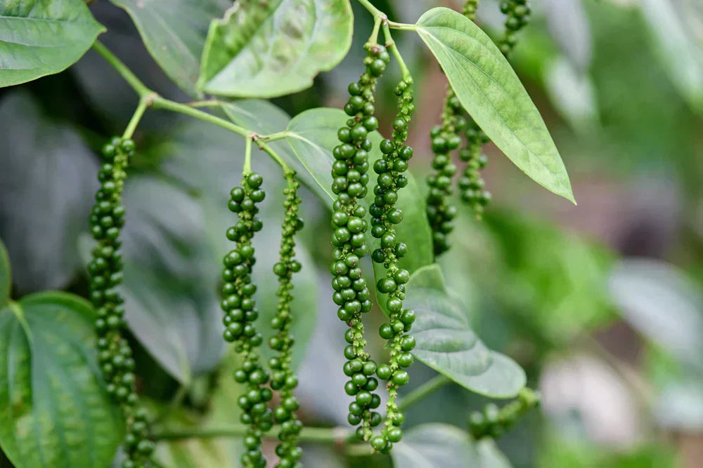 Black Pepper