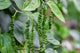 Black Pepper