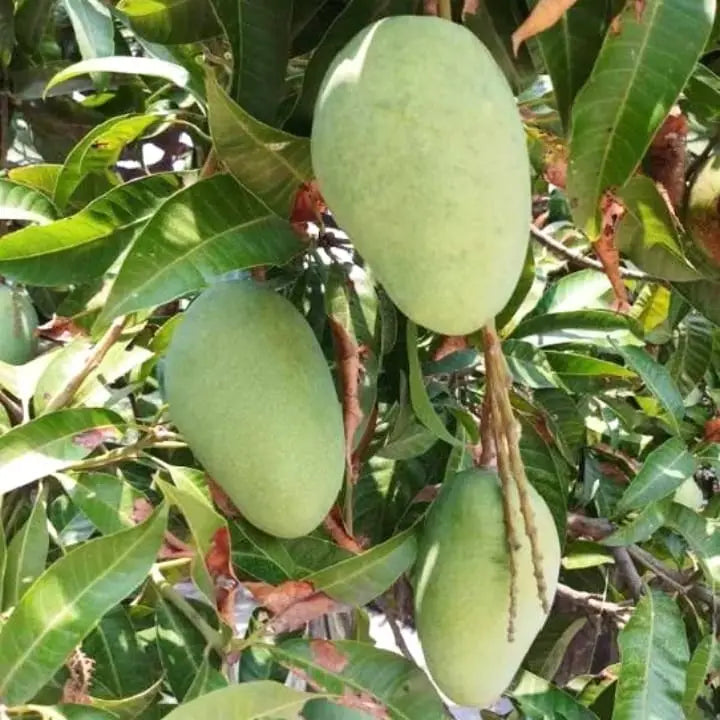 Honey Due Mango