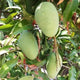 Honey Due Mango