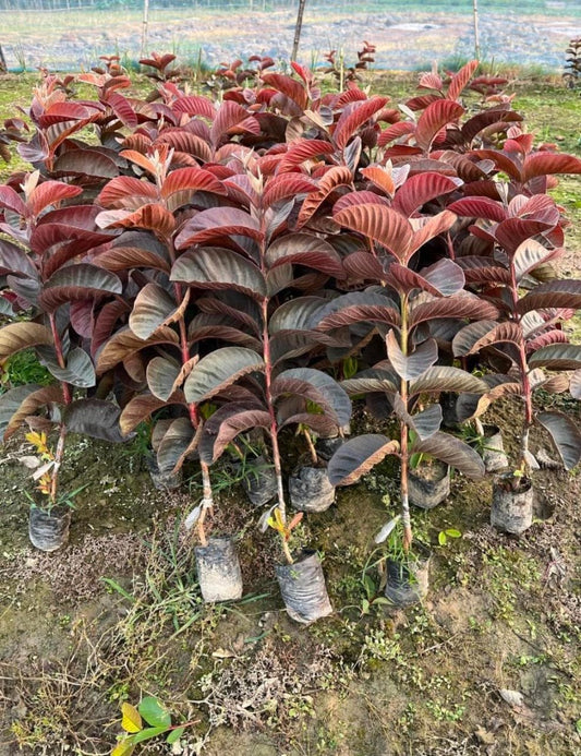 Red Guava
