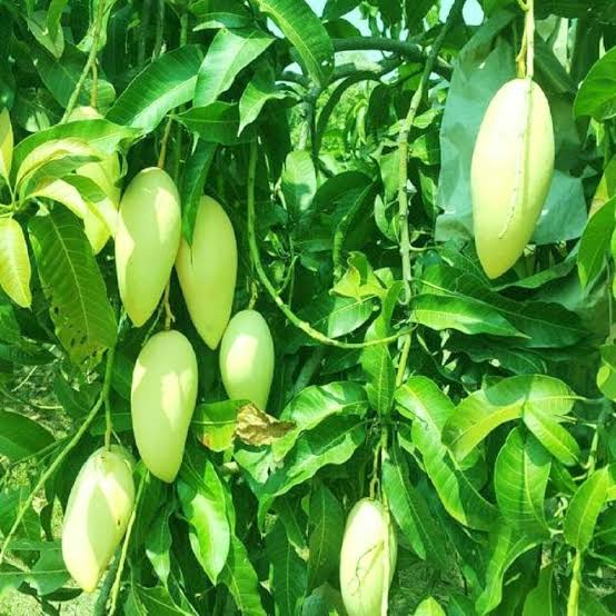 3 Taste Mango