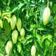 3 Taste Mango