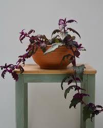 purple passion plant