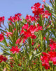 Kaner Red plant
