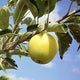 Dorset Apple Golden