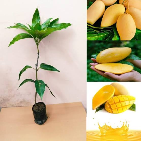 Nam doc Mai yellow Mango