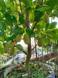 Jackfruit