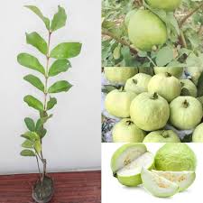 Thai 7 Guava