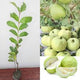 Thai 7 Guava