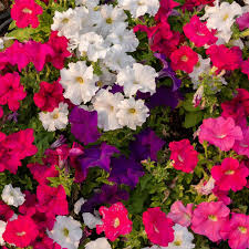 Nana Compacta Dwarf Mixed Flower Seeds