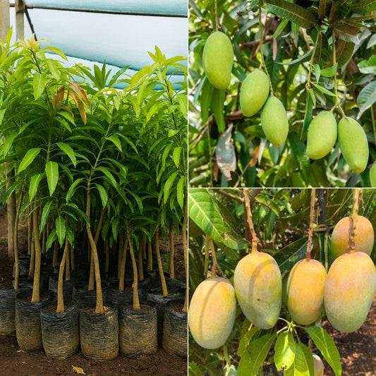 Kesar Keri