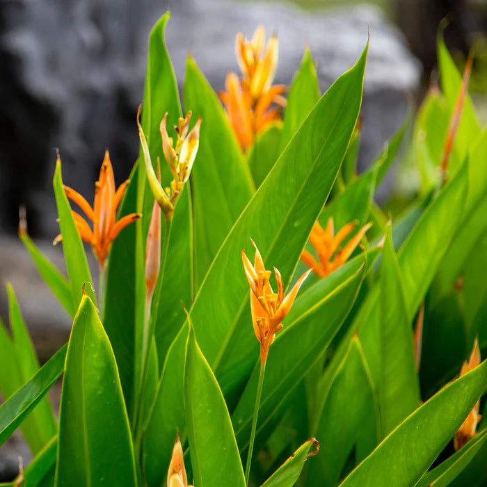 Heliconia plant