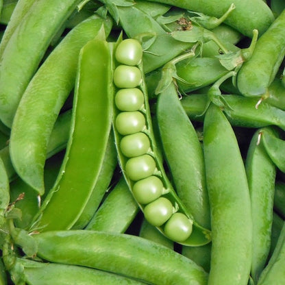 Peas Long Green Seeds