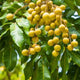 4 Season Longan