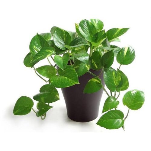 Green Money Vel