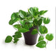 Green Money Vel