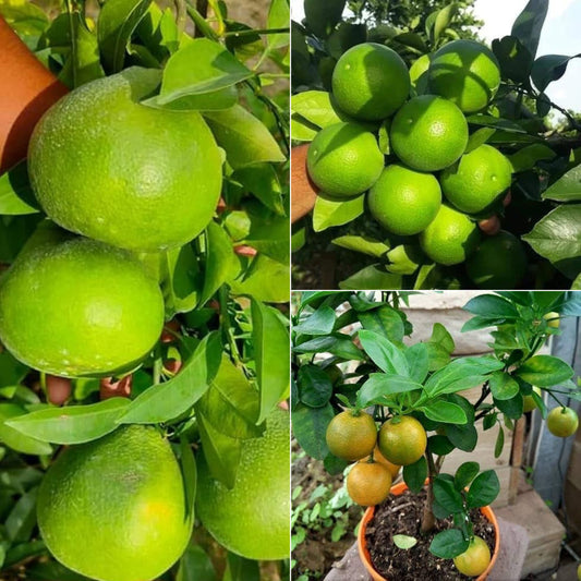Mosambi