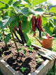 Red Long Mulberry