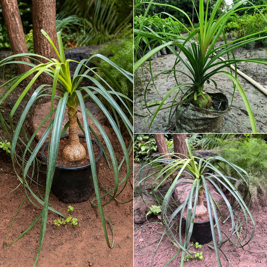 Nolina Plant