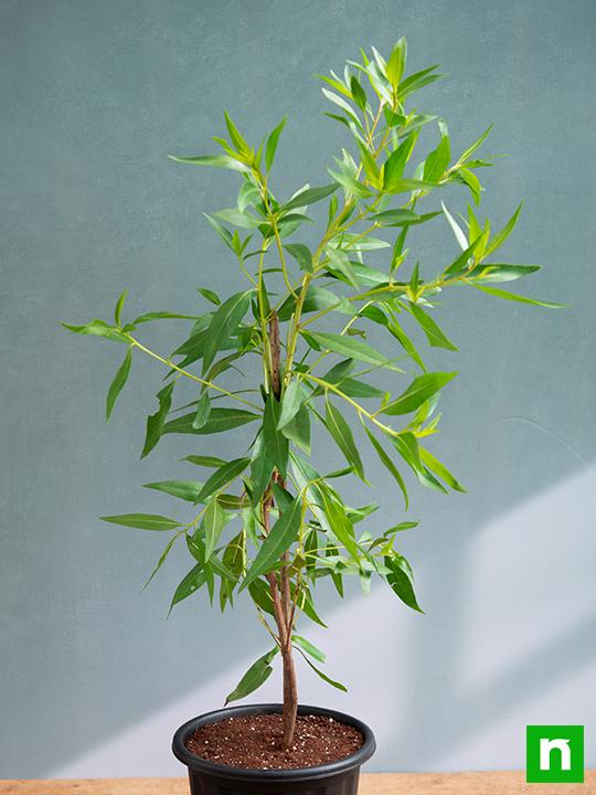 Conocarpus