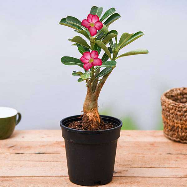 Adenium plant