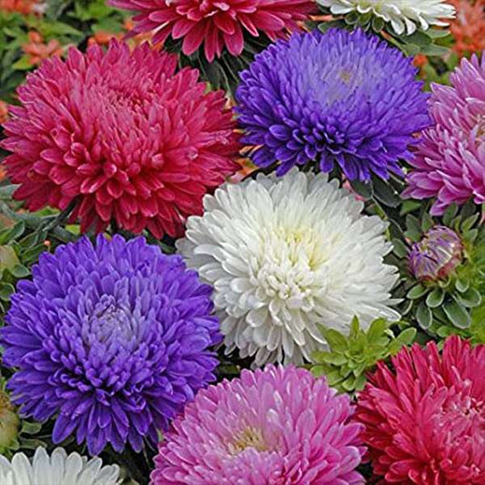 Aster Formula Mixed Flower Seeds
