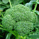 Broccoli Green Seeds