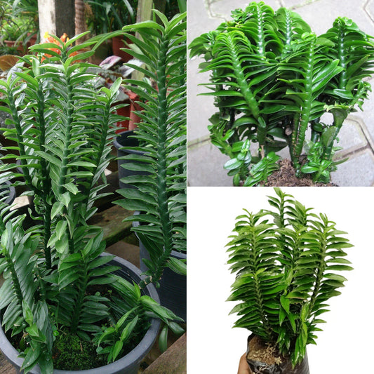 pedilanthus plant