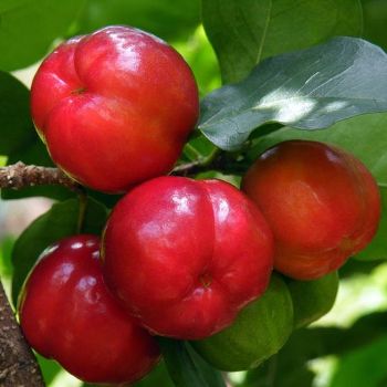 Barbados Cherry