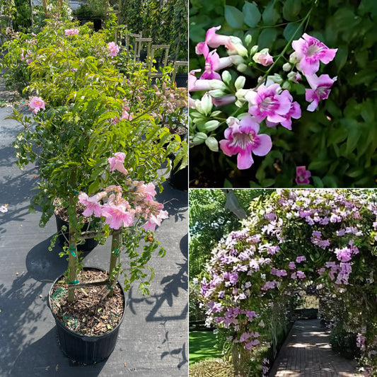 Pink trumpet vine