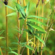 Golden Bamboo