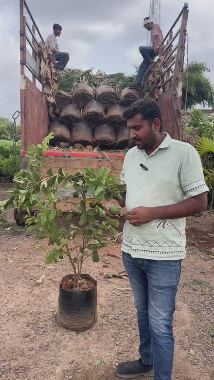 Rootfuel Grafted Taiwan Pink Guava - 1 Healthy Live Air layered/Grafted Plant with Growbag