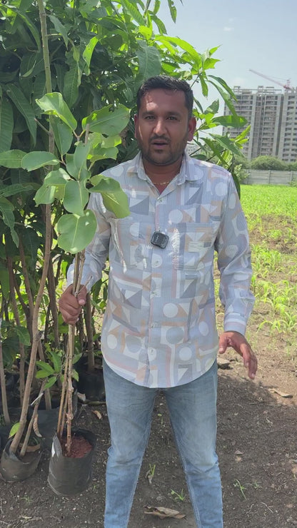 Rootfuel - Live Grafted KG10 Jamun Plant – Grow Jumbo, Sweet Black Plums!