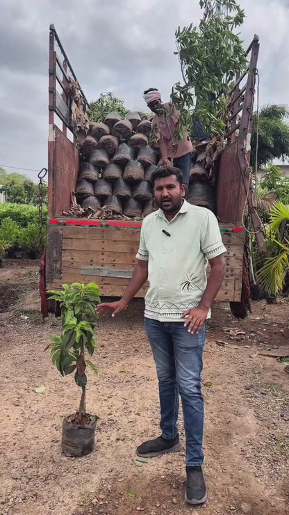 Avocado