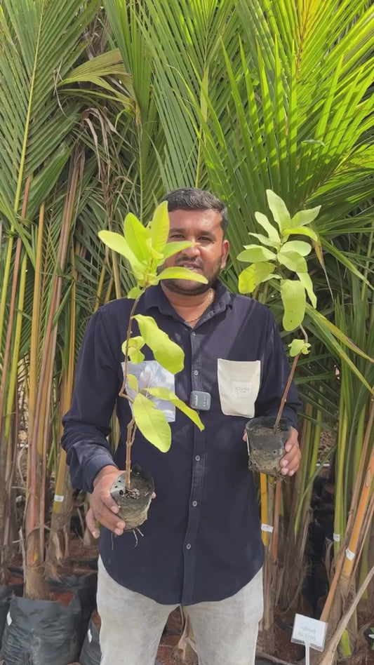 Allahabad Guava