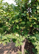 Balanagar Custard Apple