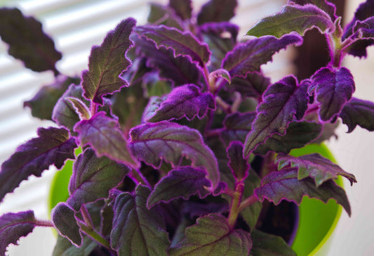 purple passion plant