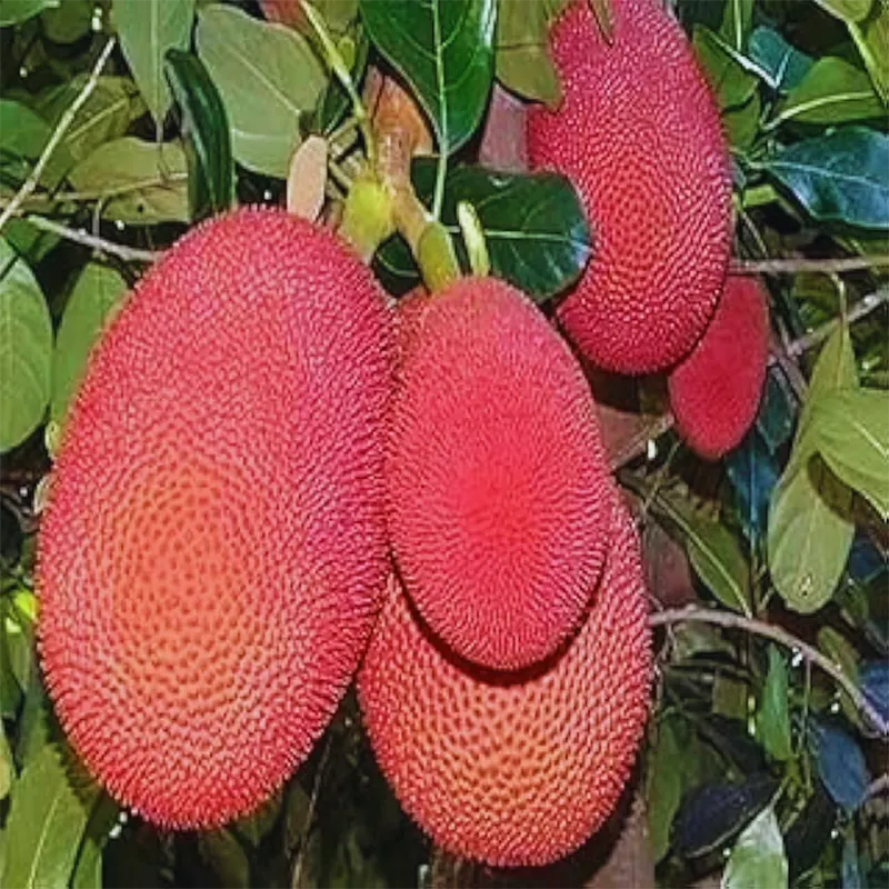 Red Jackfruit