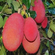 Red Jackfruit