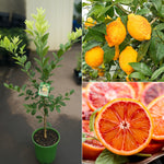 Red Lemon Plant