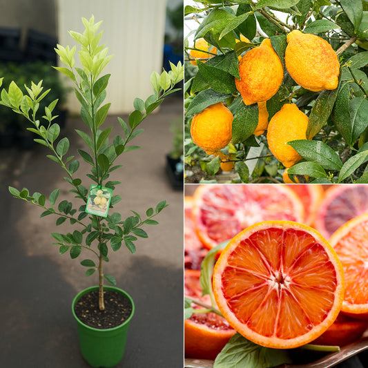 Red Lemon Plant