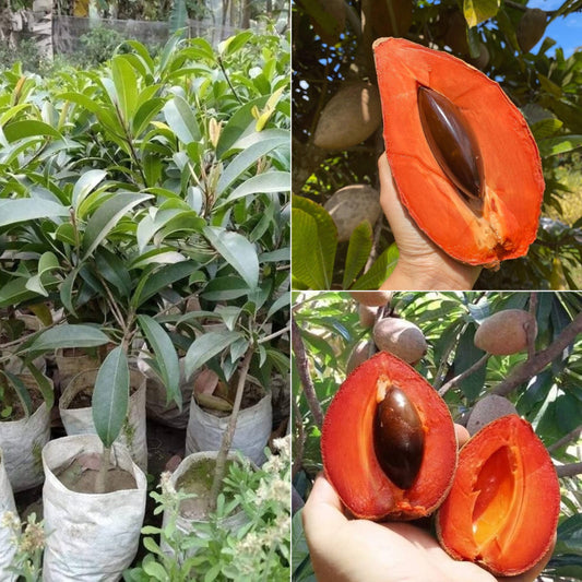 Red chiku