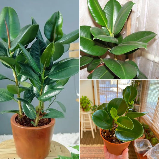 Rubber plant