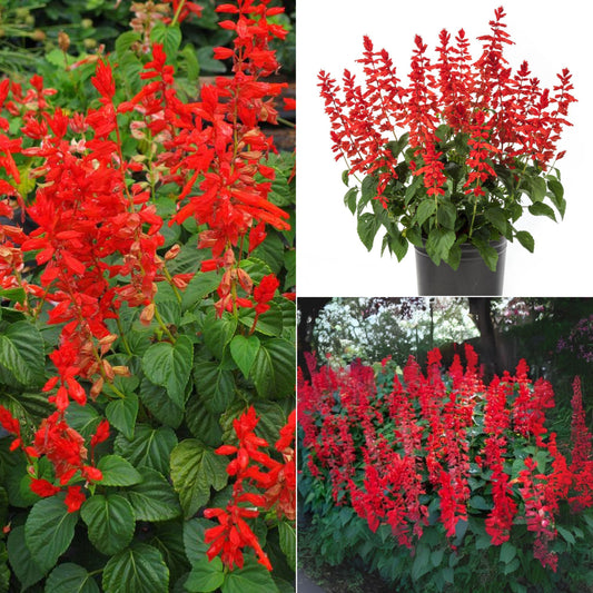 Salvia splender
