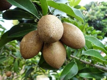 Kalapati Chiku