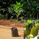 Vietnam Early Jackfruit