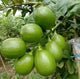 Seedless Lemon